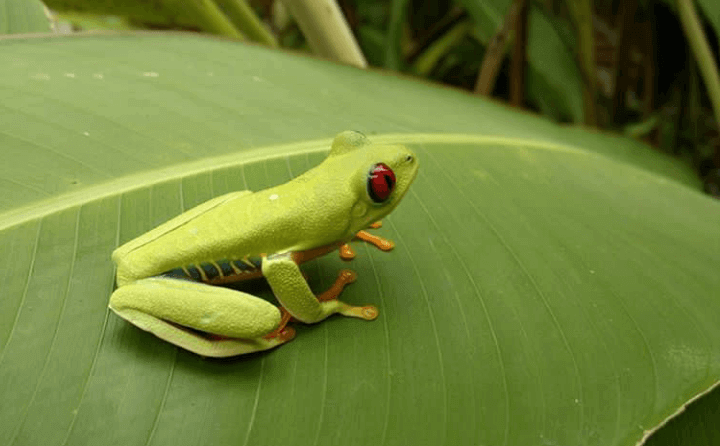 Rana verde de ojos rojos en Costa Rica - Sueños Viajeros