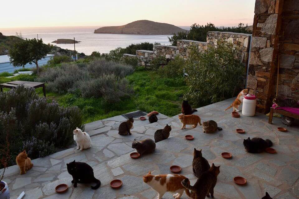 Gatos en la isla de Grecia - Sueños Viajeros