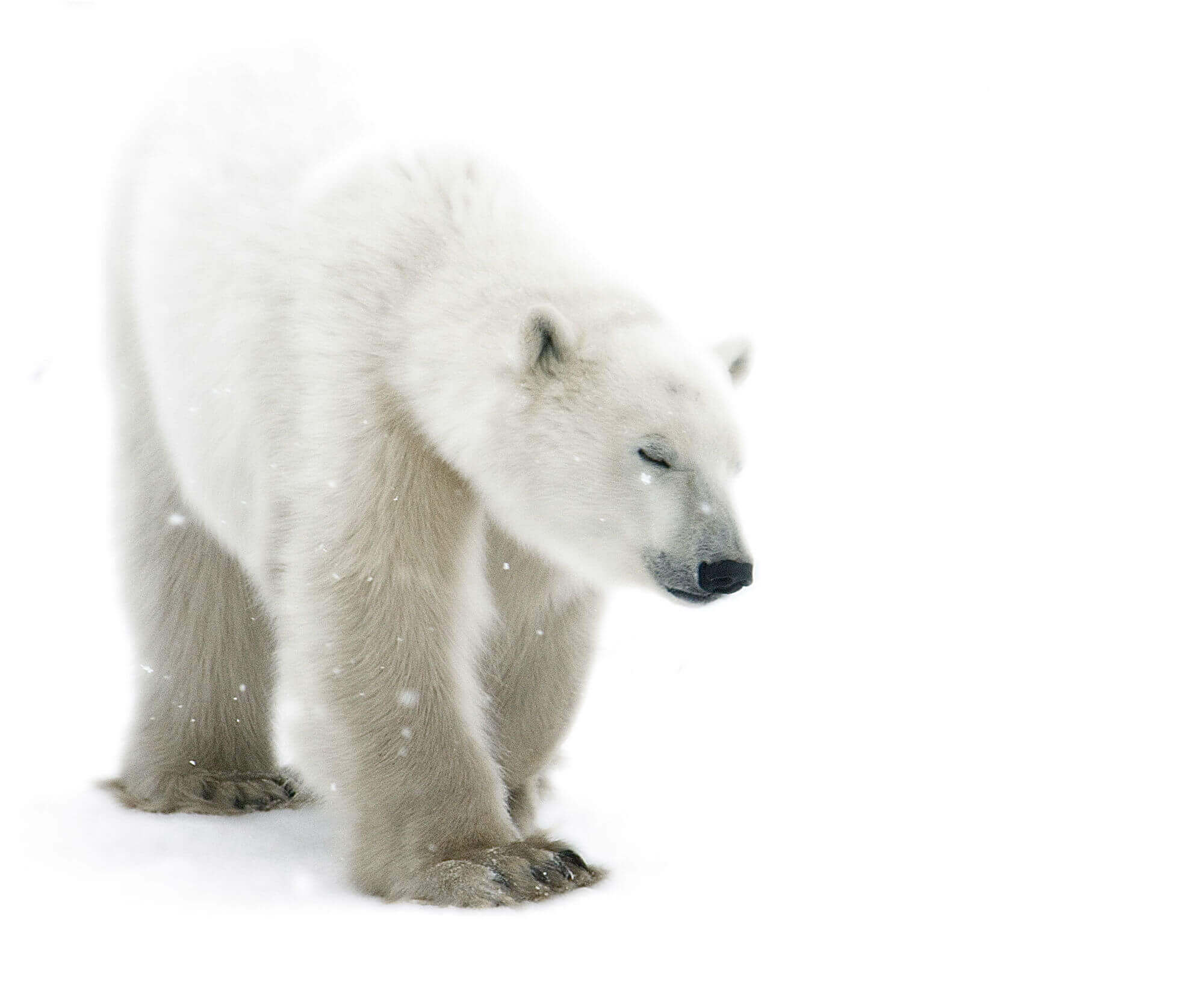 The bear is white. Белый медведь. Белый медведь на белом фоне. Медведь на белом фоне. Белый медведь на прозрачном фоне.